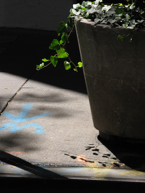 leaves of a sidewalk planter in the sunlight, Manhattan, NYC
