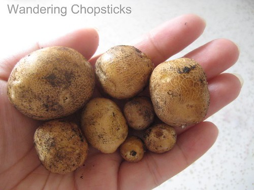 Homegrown Fingerling Potatoes 8