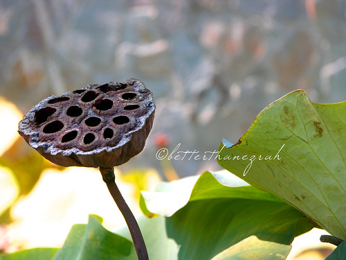 Waterlily Spores