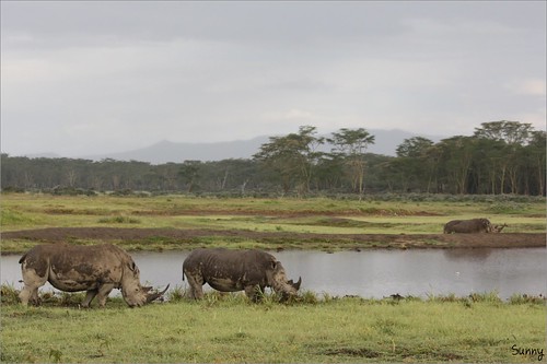 你拍攝的 54 Lake Nakuru - Rhino。