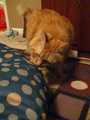 Jasper sniffing the tuffet