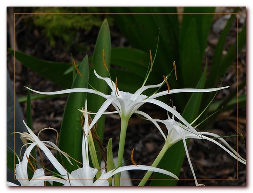 Hymenocallis - 'Spider Lily'