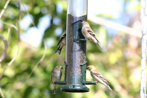 American Goldfinches 20081204