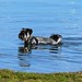 Lottie Cooling Off at Cornelian Bay