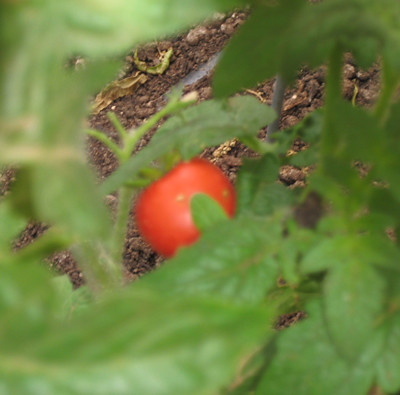 Another ripe tomato