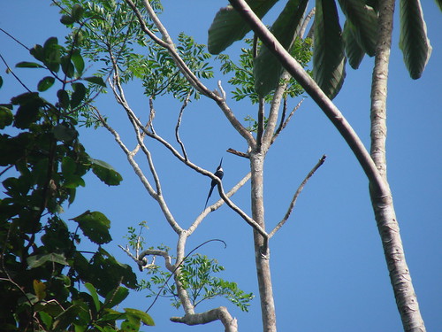 paradise jacamar Guyana 2007 412