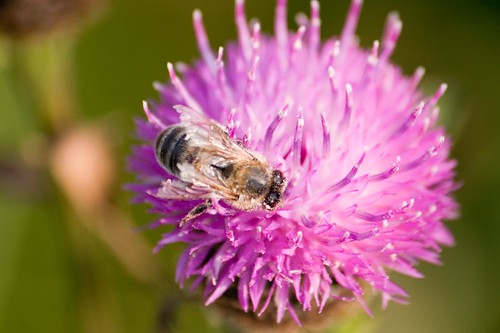 Bee on thistle