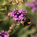 Busy Bee (Medium)