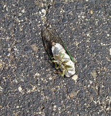 paralyzed cicada