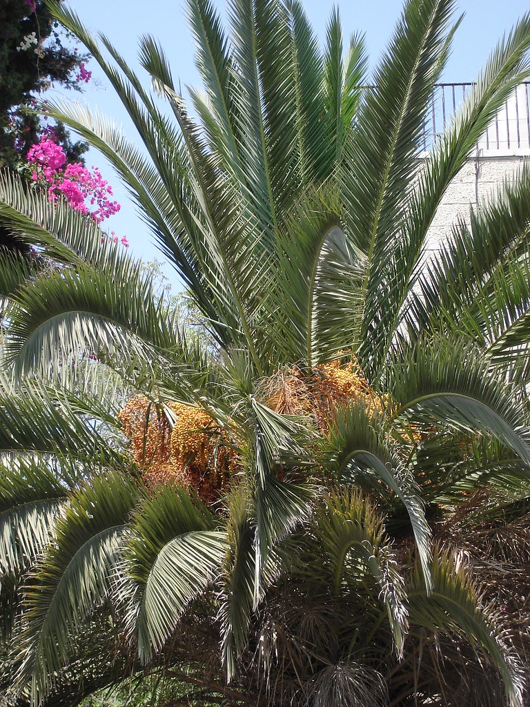 Palm tree and dates