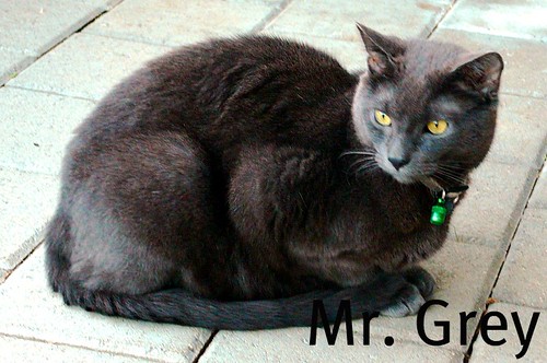 Mr. Grey, the neighbour's cat