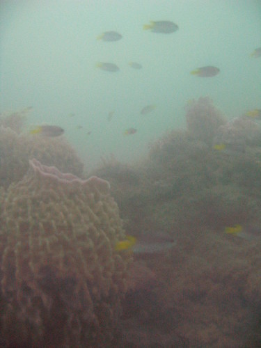 Reef scape