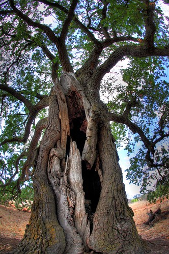 Geocache tree