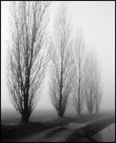 Prima nebbia mattutina - Lungo canale Muzza (Paullo) Italy