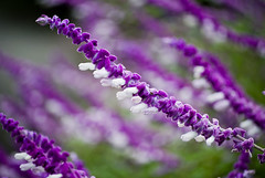 purple flowers_0101
