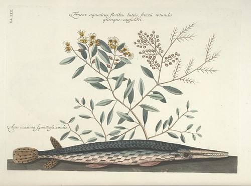 Frutex aquaticus, floribus luteis, fructu rotundo quinque-capsulari AND Acus maxima Squamosa viridis