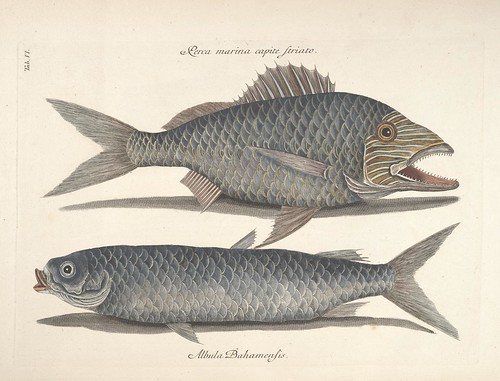 Perca marina capite Striato AND Albula Bahamensis
