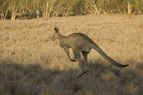 Kangaroo jumping