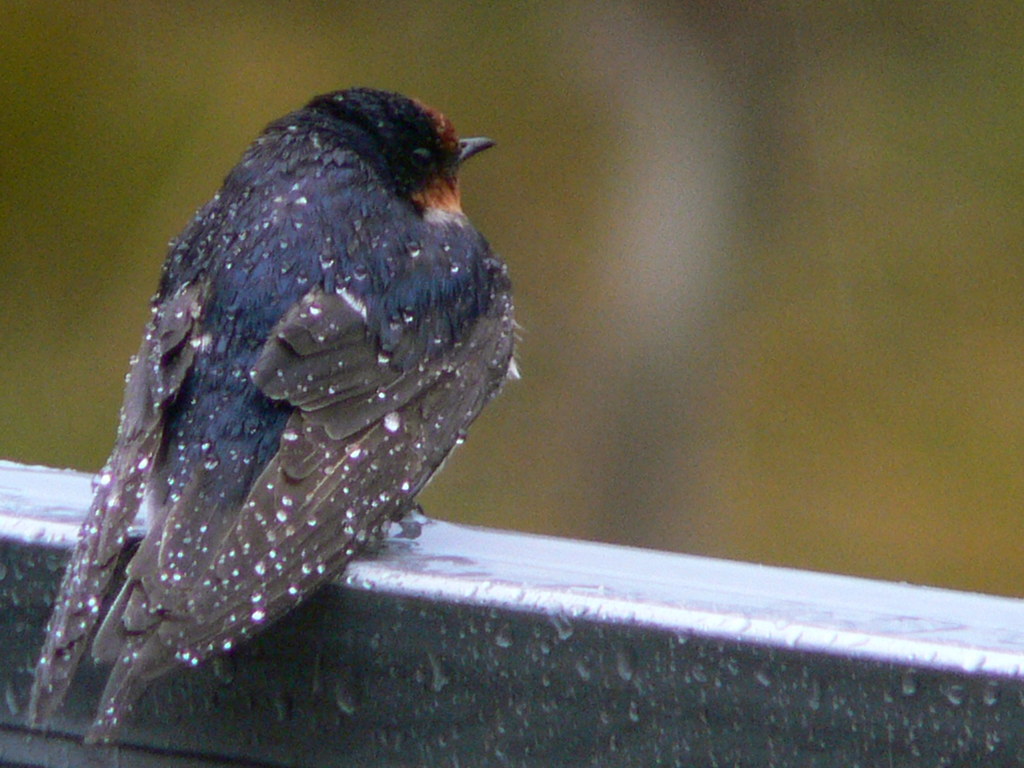 Resident Swallow