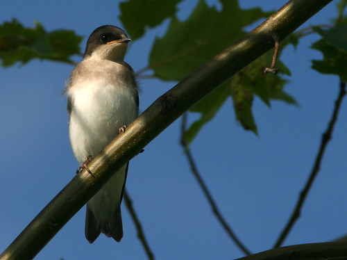 Tree Swallow Fledgling 20090622