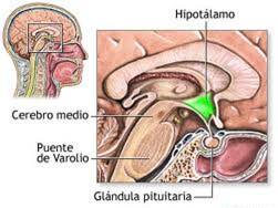 pituitaria