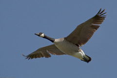 Canada Goose (Branta canadensis) in Morro Bay,...