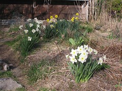 Daffodils/Narcissus