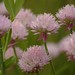 Allium schoenoprassum | Bieslook - Chives