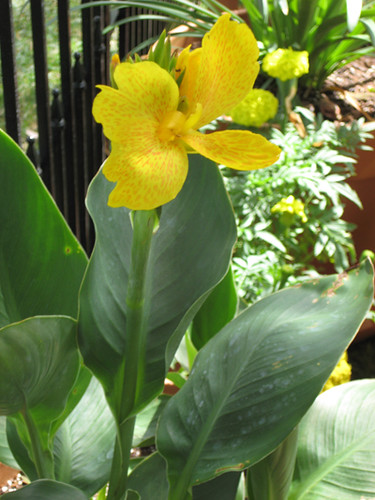 Yellow Canna Blooming
