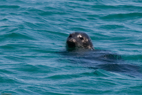Seals at Keji Seaside Adjunct