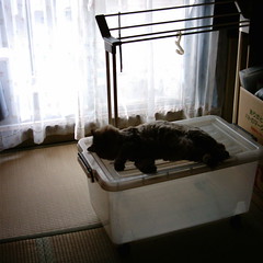【写真】ミニデジで撮影した室内（和室と猫）