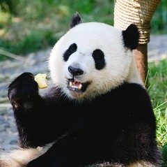 Giant Panda Bear Eating Apples