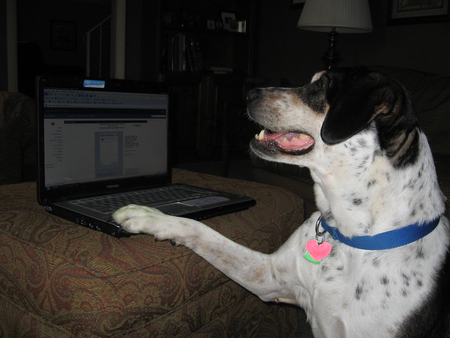 dog using a computer Internet