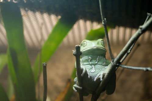 Frog Chillaxin' At The Baltimore Aquarium