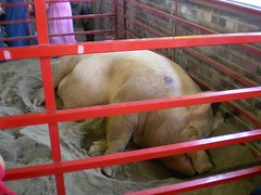 Iowa State Fair - biggest boar