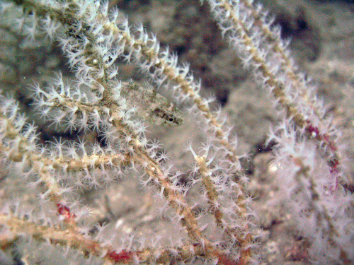 Fish in gorgonian coral