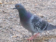pigeon haha