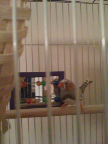 Tags bird birdcage cage finch iphone mishawaka stifler stiflersmom 