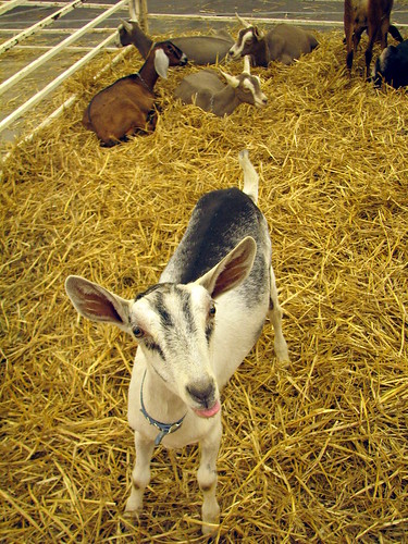 100 Things to see at the fair outtake: Goat pen