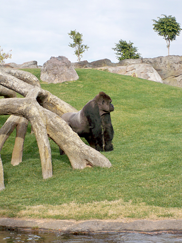 valencia-gorilla