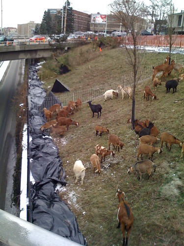 goats on the Hill