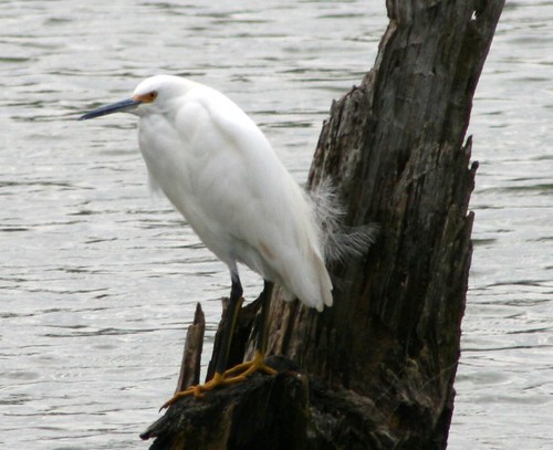 Snowy Egret on a Blustery Winter's Day