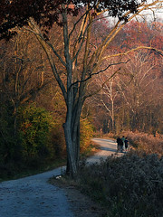 Frick Park (by: EasyPickle/Greg, creative commons license)