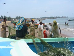 negombo fishers