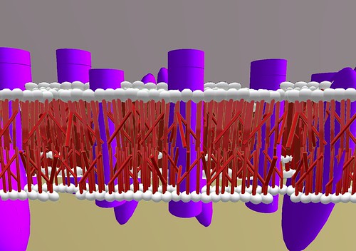 cell membrane diagram. Membrane of a certain cell