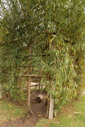 How To Grow Bamboo