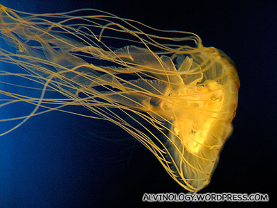 Glowing yellow jellyfish