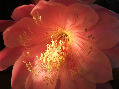 fiore di cactus_foto "dolcetta"