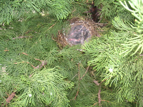 Robin Nest 3