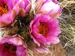 Canyonland flowers-9